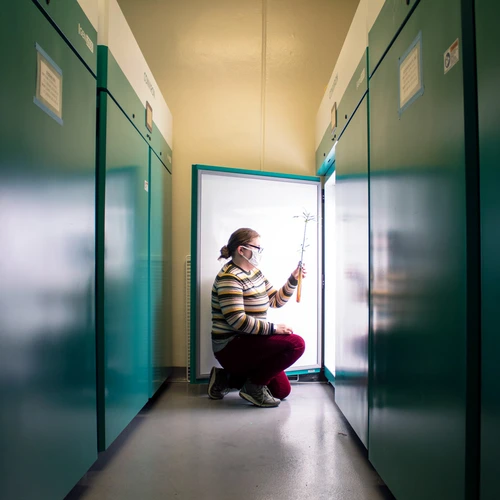 Scientist in striped sweater kneeling in front of an open refrigerated cabinet door and holding palnt