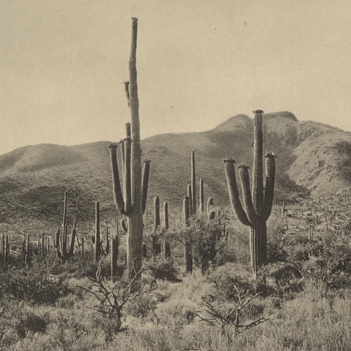 Desert landscape