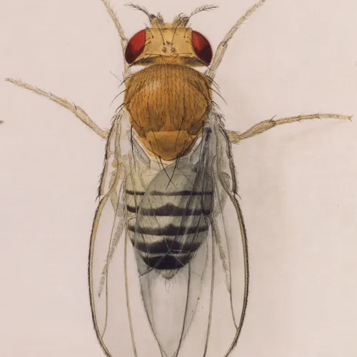 A single Drosophila (fruit fly).