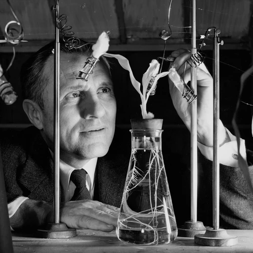 Carnegie plant chemist Herman Spoehr working with his albino plants in the laboratory.