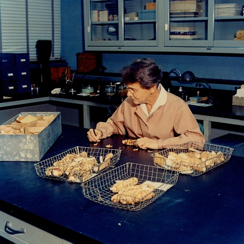 Barbara McClintock working with maize in the lab.