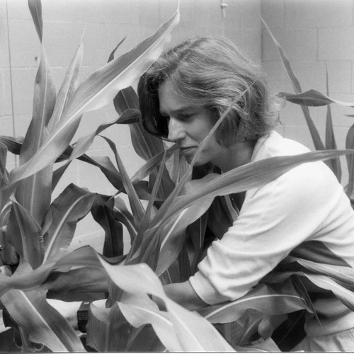 Nina Fedoroff examines maize plants.