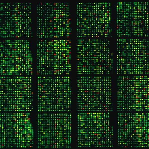 A DNA microarray indicating the gene activity of Arabidopsis plants infected with the powdery mildew fungus.