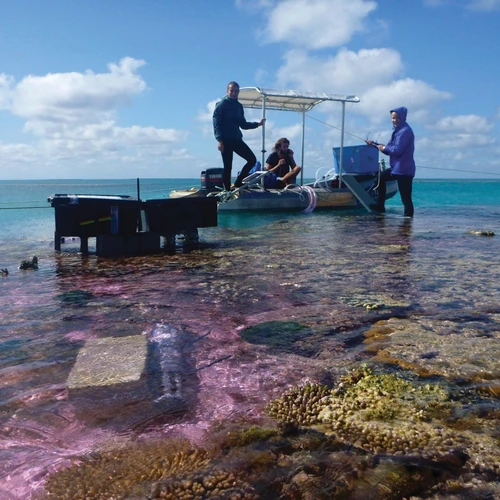 Researchers conducting coral research off of One Tree Island.