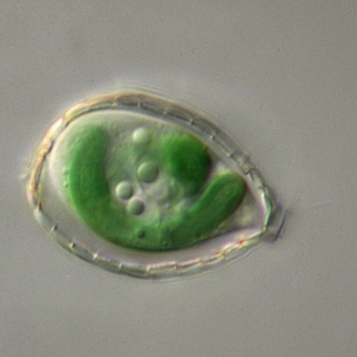 This micrograph of the single-celled Paulinella shows the photosynthetic “machinery” in green. Photo courtesy of Eva Nowack.