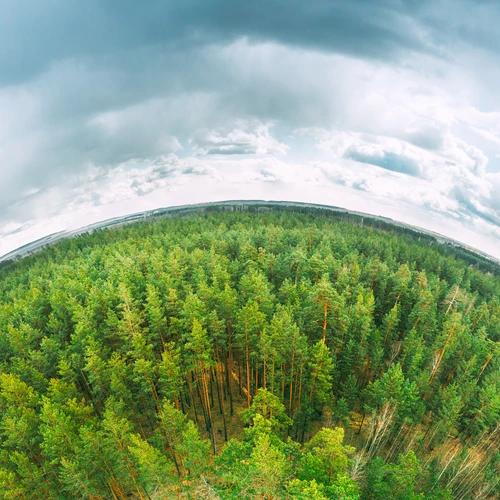 Aerial view of forest and horizon. 
