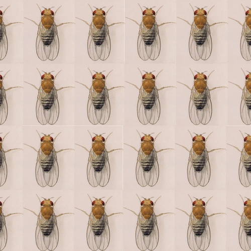 Watercolor illustration of Drosophila by Edith M. Wallace, courtesy Carnegie Institution for Science.