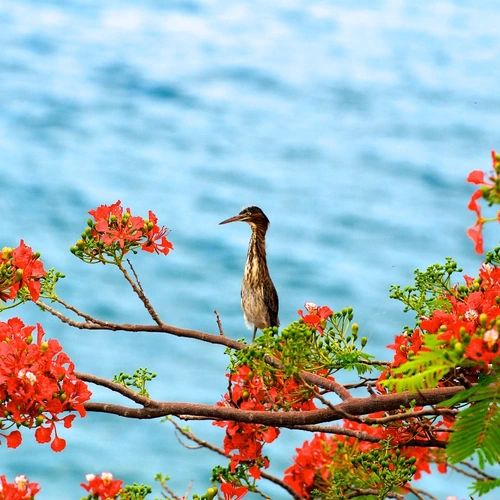 A water bird surrounded by red flowers
