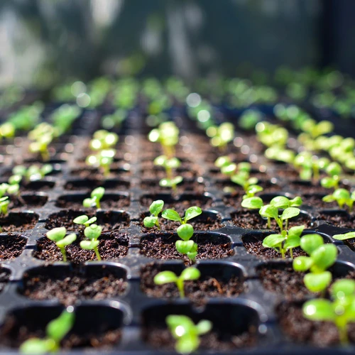 A tray of growing seedlings