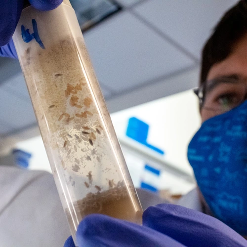 Will Ludington inspects a vial of flies in his lab