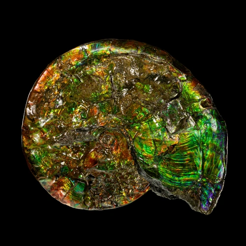 Opalized ammonite. Credit: ARKENSTONE/Rob Lavinsky