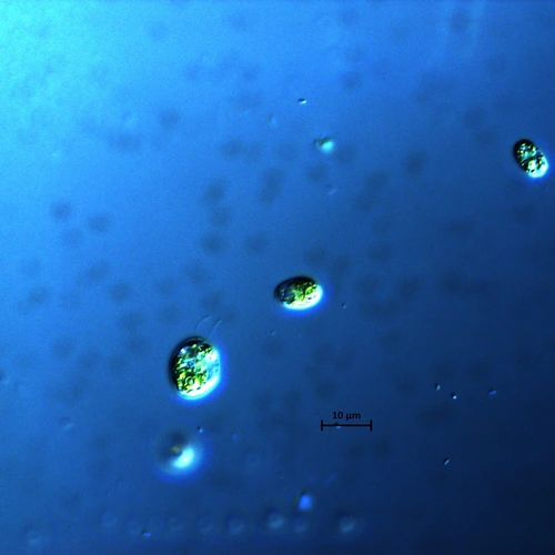 Chlamydomonas photo courtesy of Natasha and Natalie Rothhausen of the University of Dusseldorf.