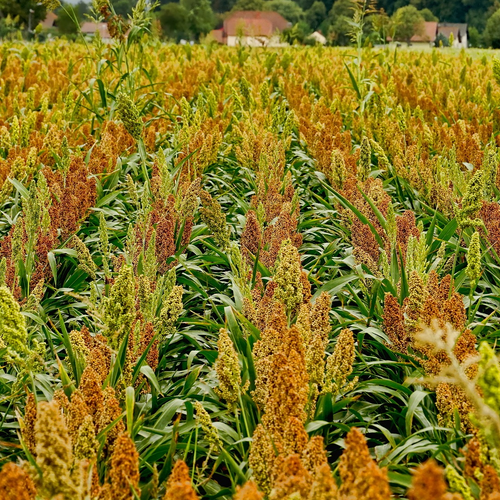 Sorghum