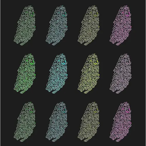 Stylized image of a young Arabidopsis leaf showing individual cells by Flavia Bossi