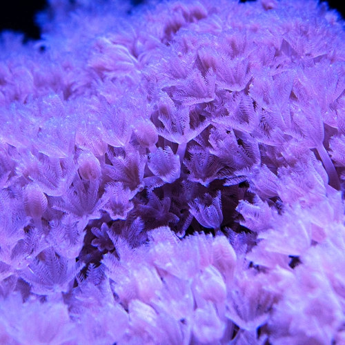 Coral growing at the Department of Embryology