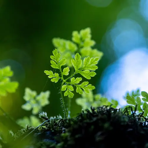 Leaves sprouting from the soil