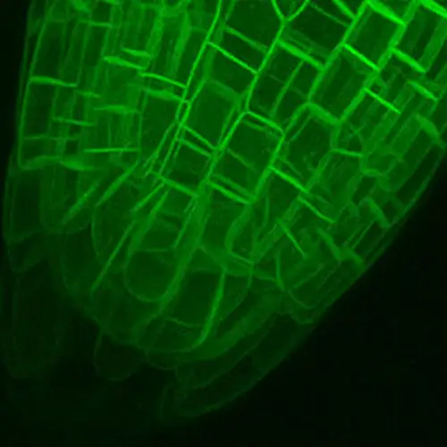 3D projection of an Arabidopsis root tip. Credit: Dave Ehrhardt3D projection of an Arabidopsis root tip. Credit: Dave Ehrhardt
