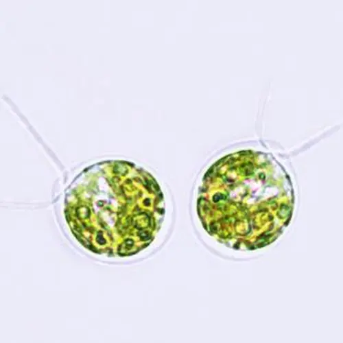 Burlacot and his collaborators conducted their research using the photosynthetic alga Chlamydomonas reinhardtii. Microscopic image purchased from Shutterstock.