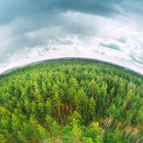 Fisheye lens view of a forest and racing clouds overhead