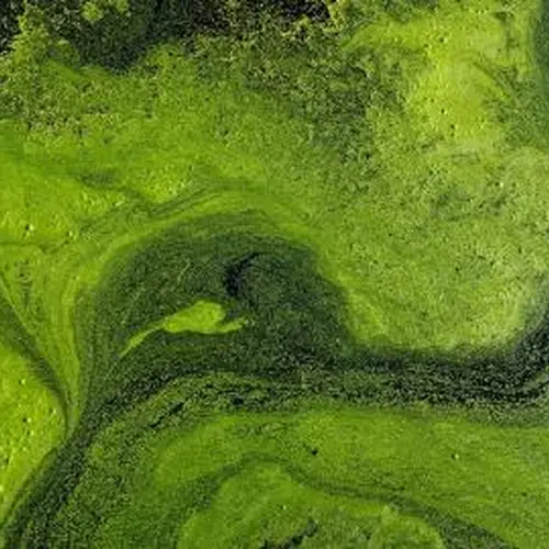 Algae present an accessible vehicle for elucidating the genetic information that underpins photosynthesis. Image purchased from Shutterstock.