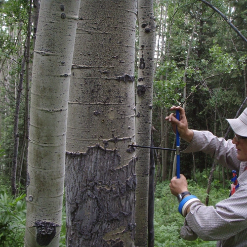 Lee Anderegg collecting a tree core from a trembling aspen tree (Populus tremuloides) in the La Plata Mountains of Colorado