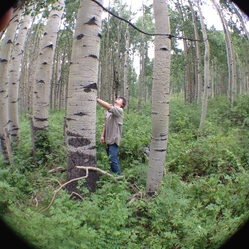 Lee Anderegg collecting a tree core from a trembling aspen tree (Populus tremuloides) in the La Plata Mountains of Colorado