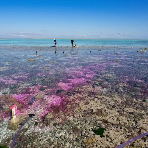 Coral fieldwork at Australia’s Great Barrier Reef.