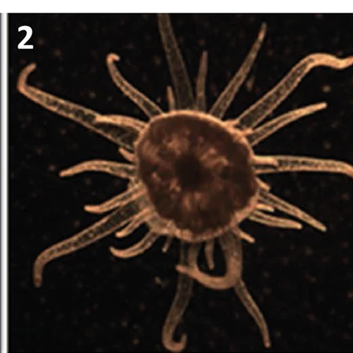 The anemone Aiptasia pallida and symbiotic algae