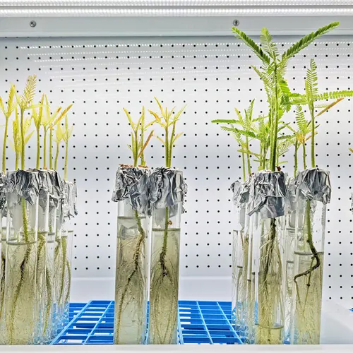 African jointvetch plants studied in the Belin Lab