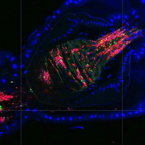 uper-resolution image of fly gut crypts colonized by the native Lactobacillus and Acetobacterbacteria.