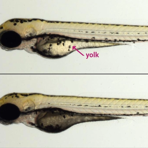 Comparison: Wild type vs MTP mutant Zebrafish 