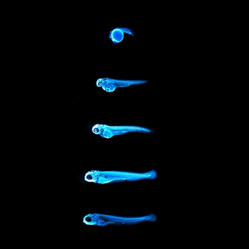 Chemiluminescence emitted by the NanoLuc protein in LipoGlo zebrafish.