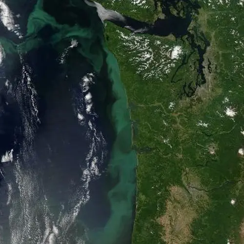 Large phytoplankton bloom off the Pacific Northwest that occurred in July 2014. NASA image courtesy of Jeff Schmaltz.