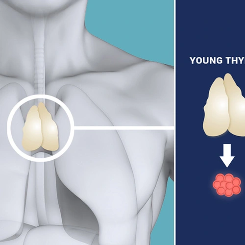 Thymus