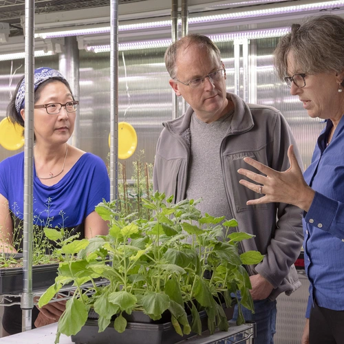 Sue Rhee, Thomas Clandinin and Miriam B. Goodman discuss the NeuroPlant project over a tobacco plant in the greenhouse. (Image credit: L.A. Cicero)