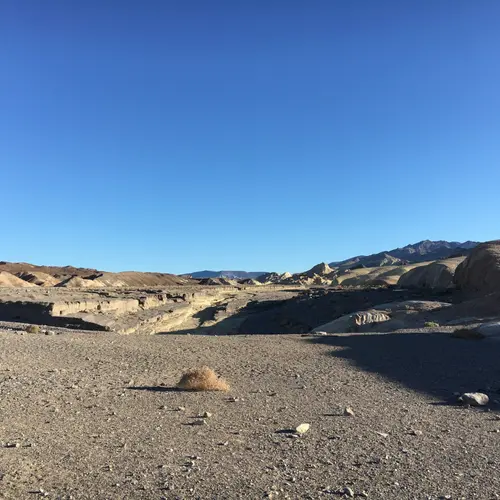 Tidestromia oblongifolia in winter, Death Valley National Park, CA, USA, Photo by Seung Yon (Sue) Rhee, Copyright 2018, Creative Commons CC BY 4.0