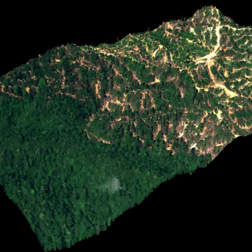 An oblique 3-D view of the rainforest in Sabah. Image is courtesy of the Carnegie Airborne Observatory. 