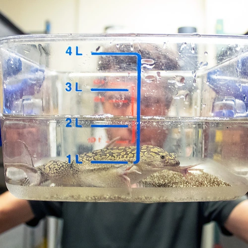 Ross Pedersen shows off an African clawed frog and its eggs. 