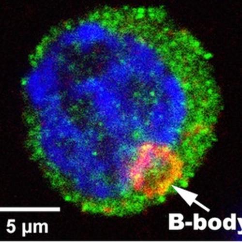 A mouse egg cell after transfers from nurse cells are complete.