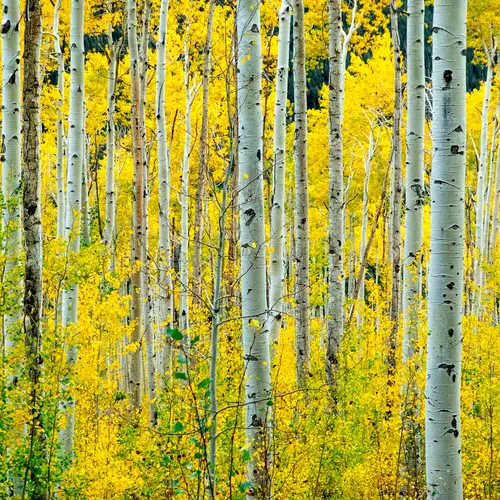 A grove of aspens with yellowing leaves. 