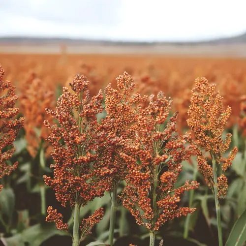 Sorghum field