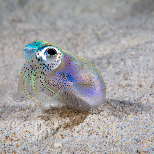 Hawaiian bobtail squid purchased from Shutterstock