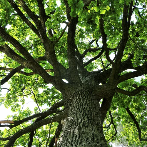 Looking upward at the branches of a large oak tree.