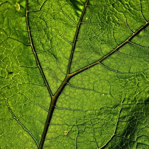 Leaf