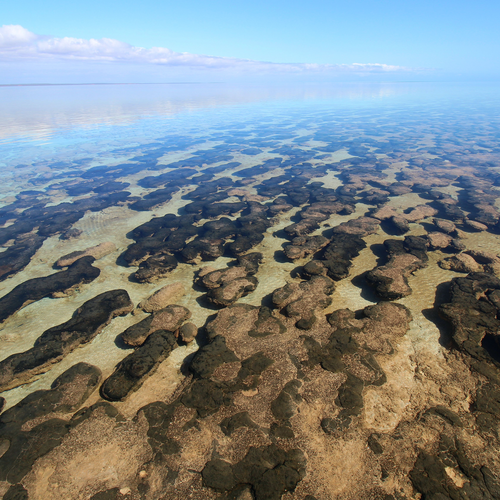 stromatolites on the coastline