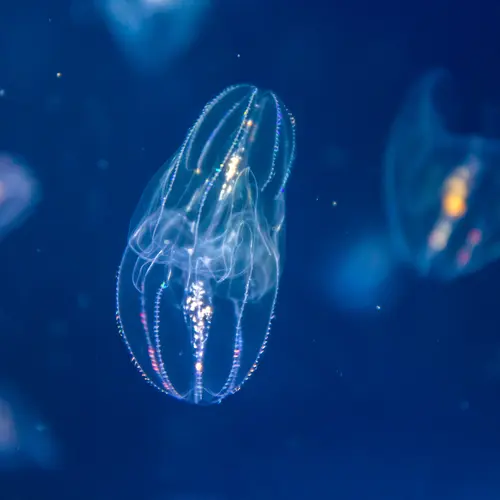 Glowing jellyfish deep under the ocean. 