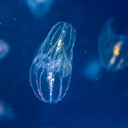 Glowing jellyfish deep under the ocean.