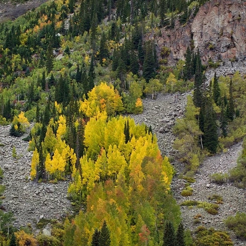 Caption: Genetic diversity in quaking Aspens can be seen from differences in autumn leaf yellowing. Photograph is courtesy of Benjamin Blonder.