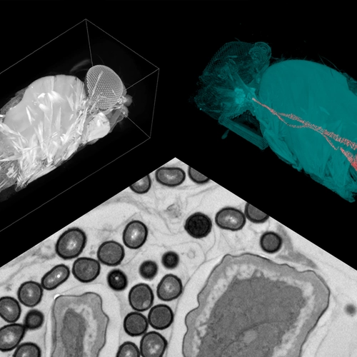 Ren Dodge, Mike Sepanski, Daniel Martinez and Navid Marvi/Carnegie Institution for Science