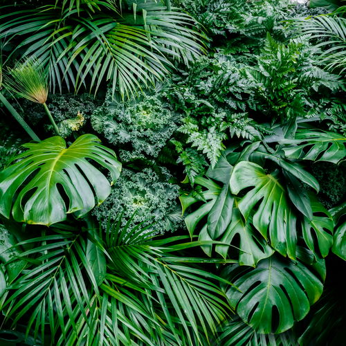 Jungle leaves seen from overhead